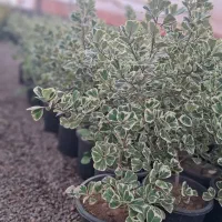 گل محلات|گل و گیاه طبیعی|محلات, |دیوار