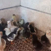 جوجه قوغاز جوجه دورگه مرندی براهماو لهستانی