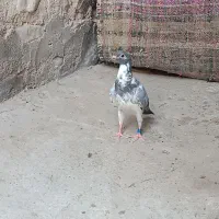 کبوتر المانی