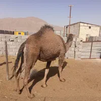 شتر ارونه و هاشی