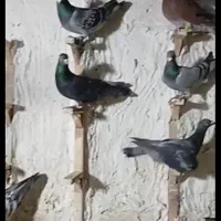 کبوتر پلاکی