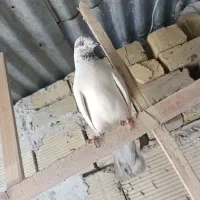 سلام دوستان عزیز عشقبازی