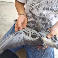 کاشانی و زرهی جوجه