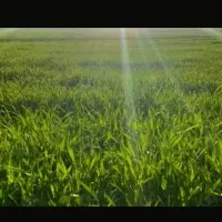 فروش ۱۴۰۰۰ مترمربع زمین در شهر ساحلی ایزدشهر
