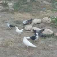 فروش ده عدد کبوتر پرش تکی 500ده تاش 3500