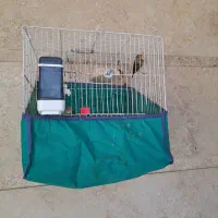 سره قناری|پرنده|قائم‌شهر, |دیوار