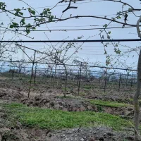 لوله کشی باغات کیوی احداث باغ کیوی