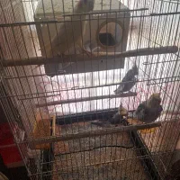 چهارعدد عروس هلندی باقفس