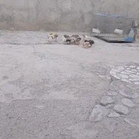جوجه لاری ۲۵ روزه
