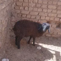 بره ماده