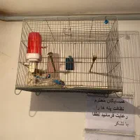 قفس و لانه پرنده