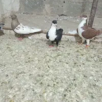 چند تا مرغ میخام معاوضه با کبوتر دارم