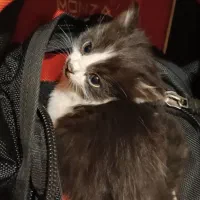 گربه