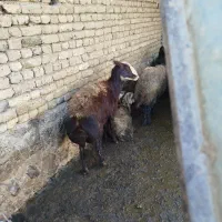 گوسفند