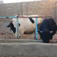 فروش یک راس گاو شیری