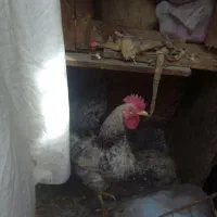 4عدد خروس رسمی