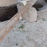 پرنده مسافتی پرنده رنگی کاکلی