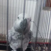 کاسکو سخن گو ماده 6 ساله