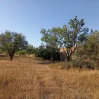 باغ در گوزلدره
