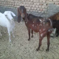 یک راس بز پاکستانی تکه خورده با سه بزغاله سانن