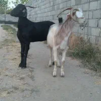 دو عدد بز ماده