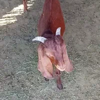بزغاله