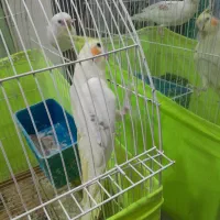 عروس هلندی