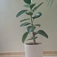 گیاه فیکوس سبز