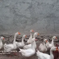 فروش غاز لیندا
