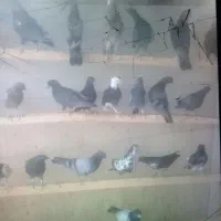 تعدادی جوجه کبوتر پرشی خیلی خوب از کبوتران خوب