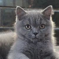 گربه اسکاتیش بلو