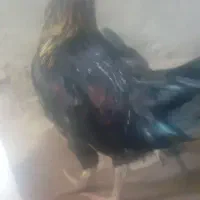 خروس محلی