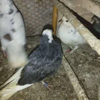 پرنده|پرنده|کردکوی, |دیوار