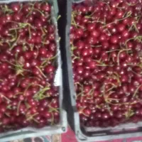 گیلاس فرنگی|خوردنی و آشامیدنی|نیشابور, مازول|دیوار