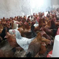 نیمچه جوجه 3 زنده گلپایگان تخمگذار بومی رسمی مرغ