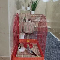 عروس هلندی با قفس