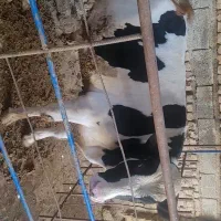 گوساله نر هلشتاین وزن ۶۰۰ کیلو کیلویی ۵۹۰