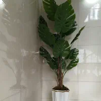 درختچه ها خارجی