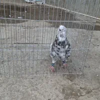 سورول|پرنده|ملایر, |دیوار