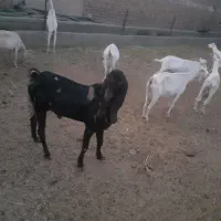 بزغاله پاکستانی تخمی