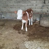 گوساله ماده سیمین تال 6 ماهه داشتی