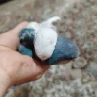 جوجه راهب کاسکو ملنگو شاه طوطی گرینچیک اکلکتوس