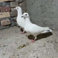 کبوتر