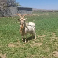 نربز گله