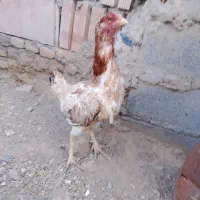 مرغ لاریی وهندی