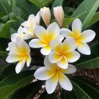 متخصص گل‌کاری وطراحی حیاط با باغچه و باغبان گلکاری