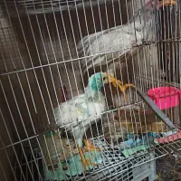 4تا جوجه بزرگ دارم با عروس هلندی عوض میکنم