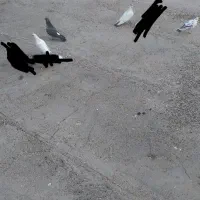 4 عدد کبوتر