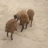 بره ماده مهربان