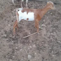 کهرنر و ماده